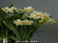 上海湖纱金属材料有限公司